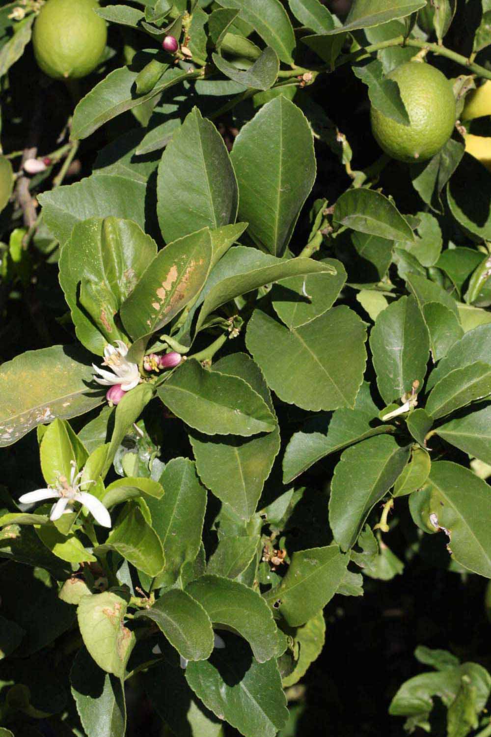              Sun leaves (Riverside, CA)       